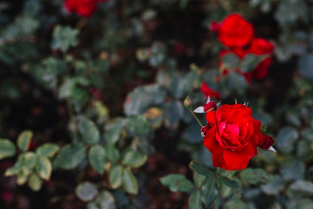 Blühende rote rose im botanischen garten