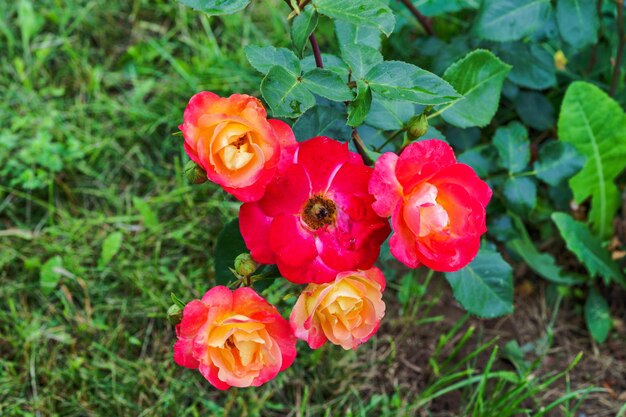 Blühende rote Rosenblume in einem Garten