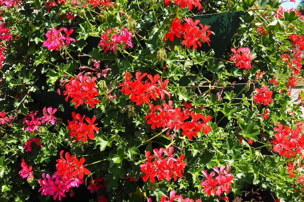 Blühende rote Storchschnabel-Efeu-Geranie-Pelargonie in der vertikalen Gestaltung der Landschaftsgestaltung von Straßen und Parks. Schöne große Pelargonie-Geranie blüht mit grünen Blättern, Blumenzucht und Gartenbau