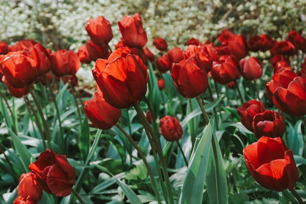 Blühende rote Tulpen im Feld