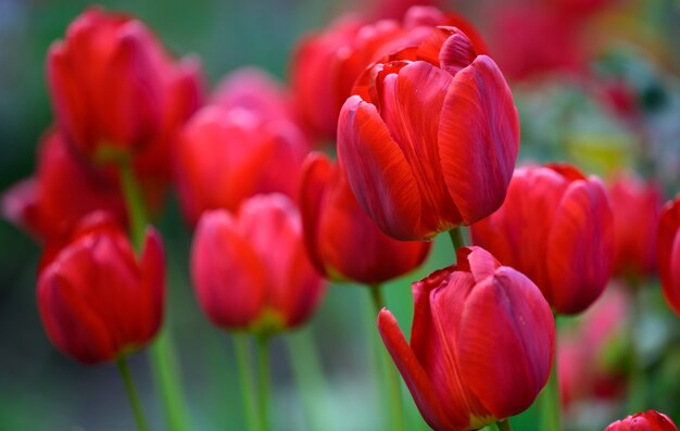 Blühende rote Tulpen im Garten an einem sonnigen Frühlingstag