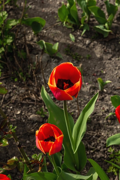 Blühende rote Tulpen im Garten Frühlingssaison für wachsende Pflanzen Hintergrund des Gartenkonzepts