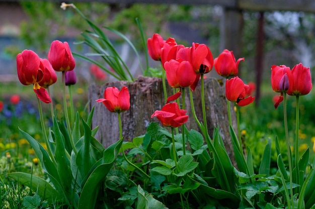 Blühende rote Tulpen im Garten im Frühjahr