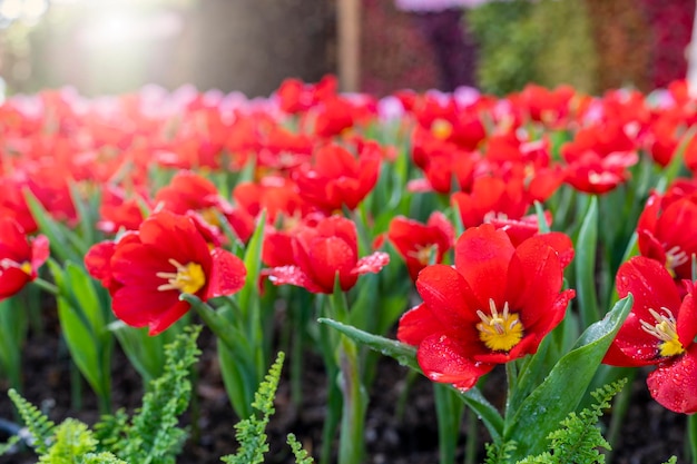 Blühende rote Tulpen im Garten.