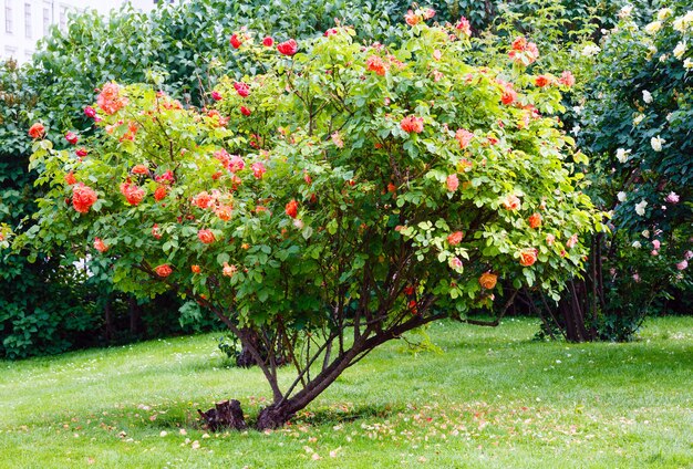 Blühende rote und weiße Rosenbüsche im Sommerpark