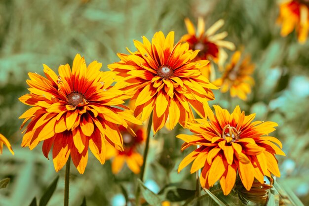 Blühende Rudbeckia hirta Blackeyed Susan blüht im Sommer im Garten