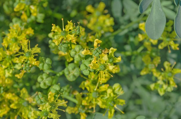 Blühende Ruta graveolens im Garten Gewöhnliche Rautenpflanze