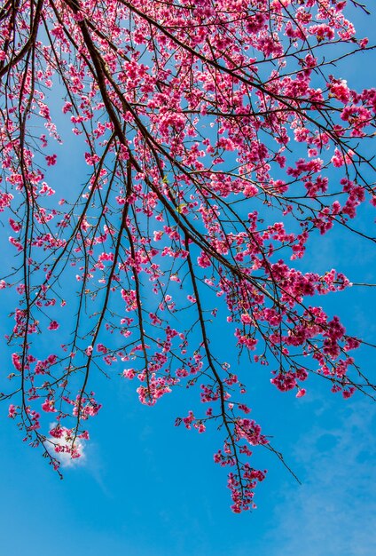 blühende Sakura-Blume und Kirschbussombaum