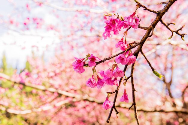 blühende Sakura-Blume und Kirschbussombaum