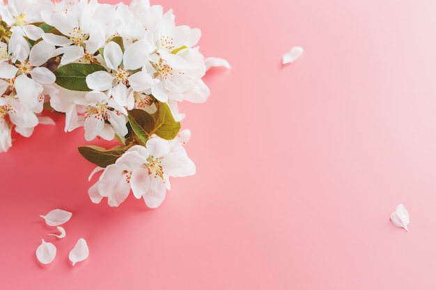 Blühende Sakura, Frühlingsblumen auf Rosa