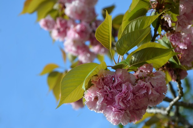 Blühende Sakura gegen den blauen Himmel aus nächster Nähe