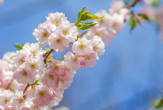 Blühende Sakura mit rosa Blüten im Frühling