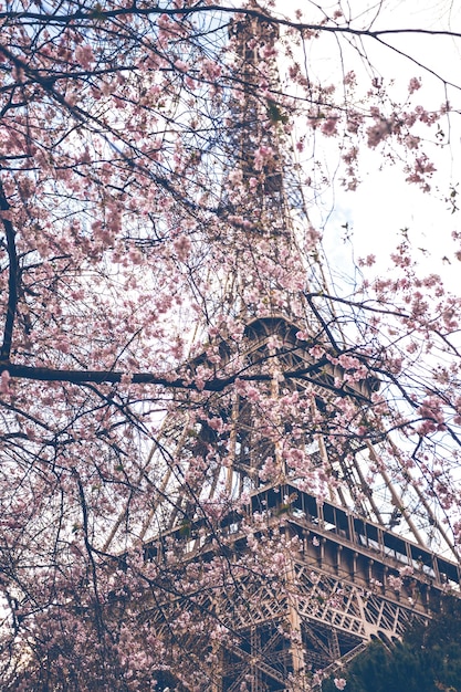 Blühende Sakura vor dem Hintergrund des Eiffelturms