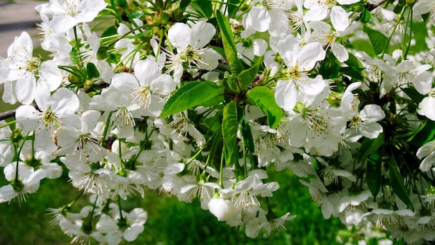 Blühende Sakura-weiße Farbe, weiße Kirschblüten, Frühlingsfoto