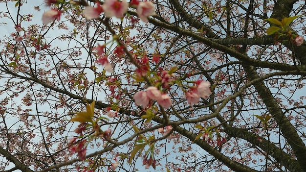 Foto blühende sakurablumen in japan