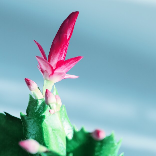 Blühende Schlumbergera-Blume hautnah auf Blau