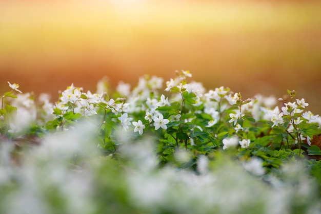 Blühende Schneeglöckchen-Anemone blüht unter der Nahaufnahme der Bäume