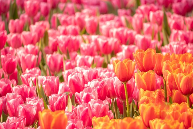 Blühende schöne Blumen im Park.