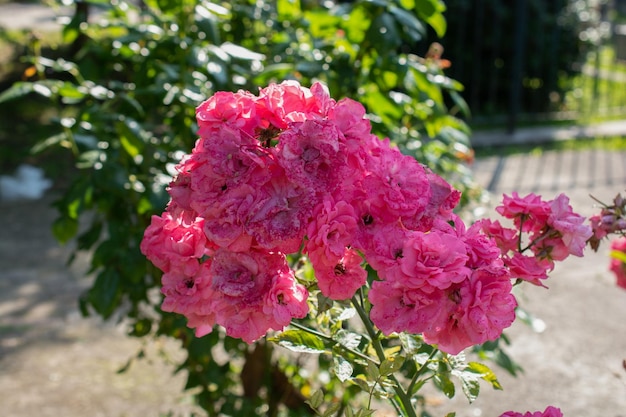 Blühende schöne bunte frische natürliche Blumen Naturblume Naturfeld Naturhintergrund f