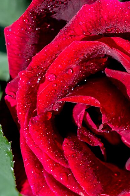 Foto blühende schöne bunte frische rose mit tau auf blütenblättern