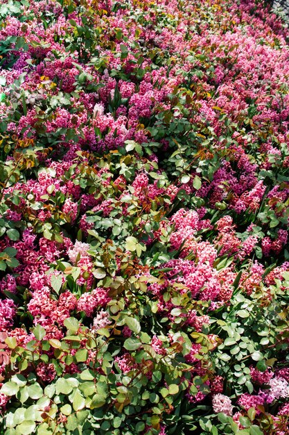 Blühende schöne bunte Naturblumen im Blick