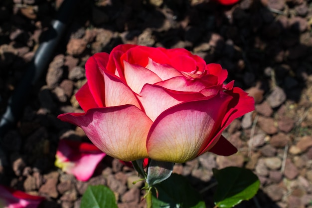 Blühende schöne bunte Rose im Blumenhintergrund