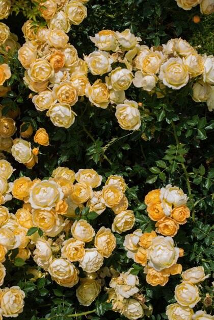 Blühende schöne bunte Rosen als floraler Hintergrund