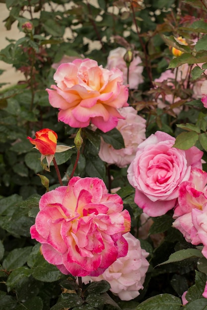 Blühende schöne bunte Rosen im Garten