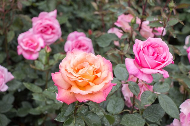 Blühende schöne bunte Rosen im Garten