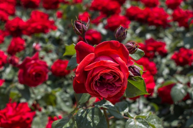 Blühende schöne bunte Rosen im Garten