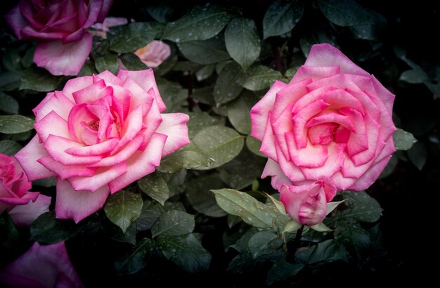 Blühende schöne bunte Rosen im Garten