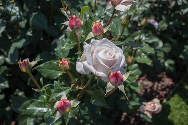 Blühende schöne bunte Rosen im Garten