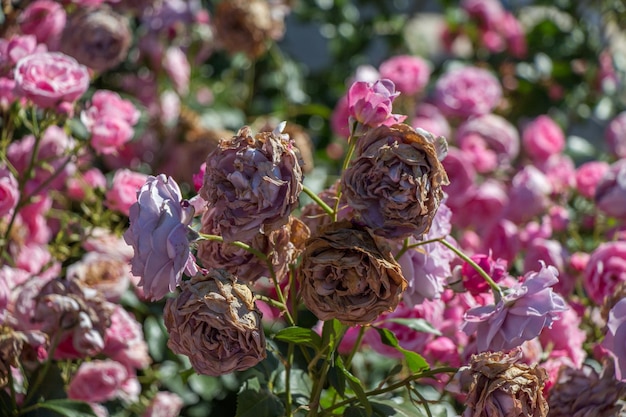 Blühende schöne bunte Rosen im Gartenhintergrund