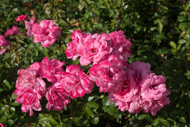 Blühende schöne bunte Rosen im Gartenhintergrund