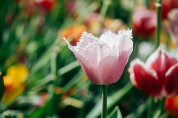 Blühende schöne bunte Tulpen blühen im Frühling