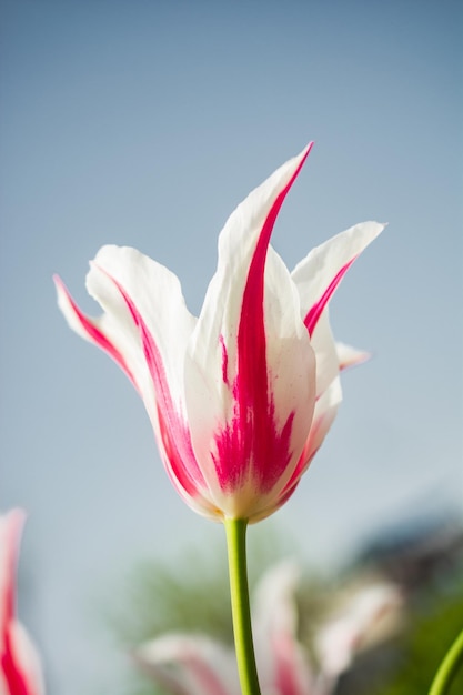 Blühende schöne bunte Tulpen blühen im Frühling