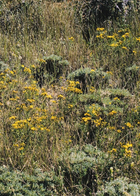 Blühende schöne bunte Wildblumen im Blick