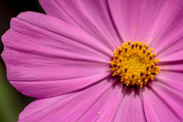 Blühende schöne bunte Wildblumen im Blick