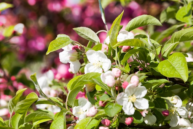 Blühende schöne echte Bäume Obstkirschen oder Apfelbäume im Frühling des Jahres im Obstgarten, Details von Pflanzen in voller Blüte