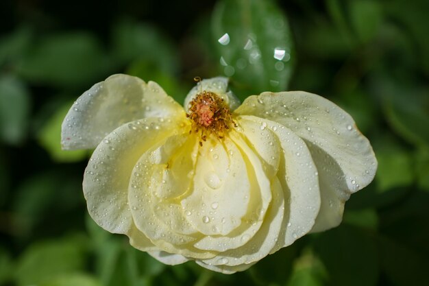 Blühende schöne farbenfrohe Rose im Hintergrund des Gartens