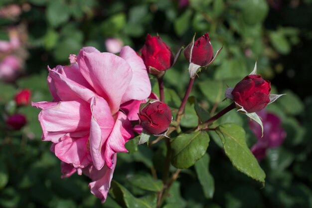 Foto blühende schöne farbenfrohe rose im hintergrund des gartens