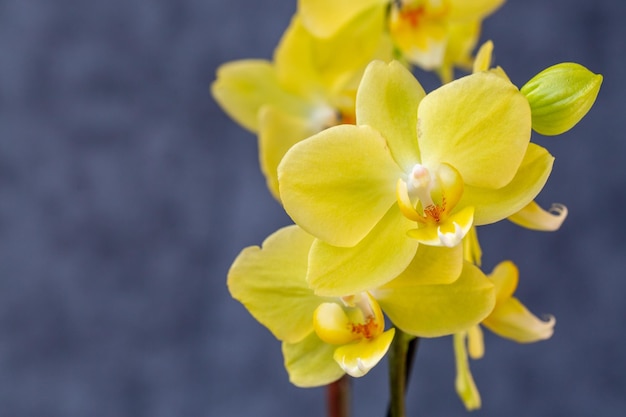 Blühende schöne gelbe Orchideen Hobbys Blumenzucht Hausblumen Zimmerpflanzen