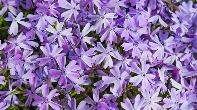 Blühende schöne lila Blumen im Garten. Makro