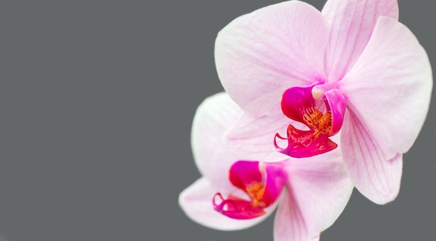 Blühende schöne rosa Orchideen Hobbys Blumenzucht Hausblumen Zimmerpflanzen