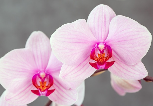 Blühende schöne rosa Orchideen Hobbys Blumenzucht Hausblumen Zimmerpflanzen