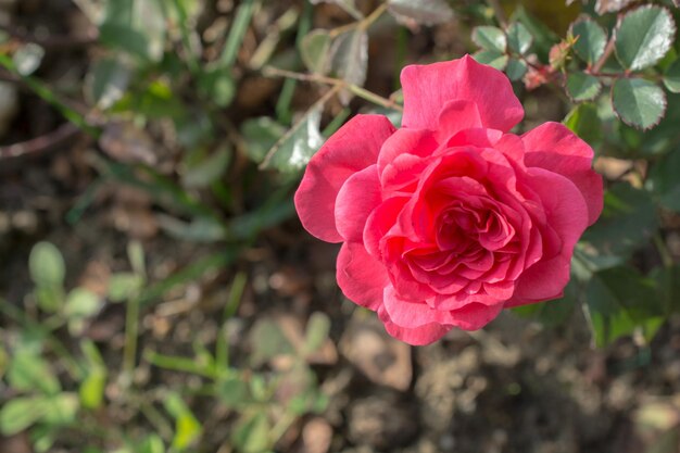 Blühende schöne Rose im Garten