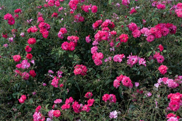 Blühende schöne Rosen im Garten