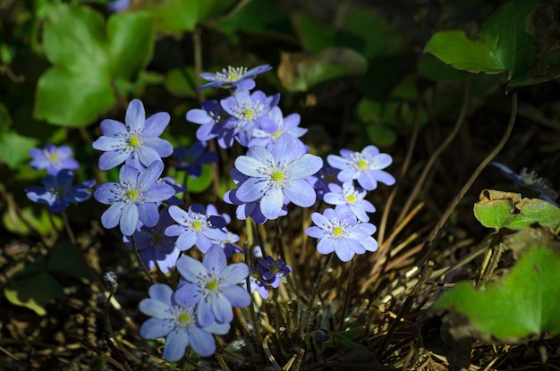 Blühende Sclla im Frühjahr in der Waldnahaufnahme