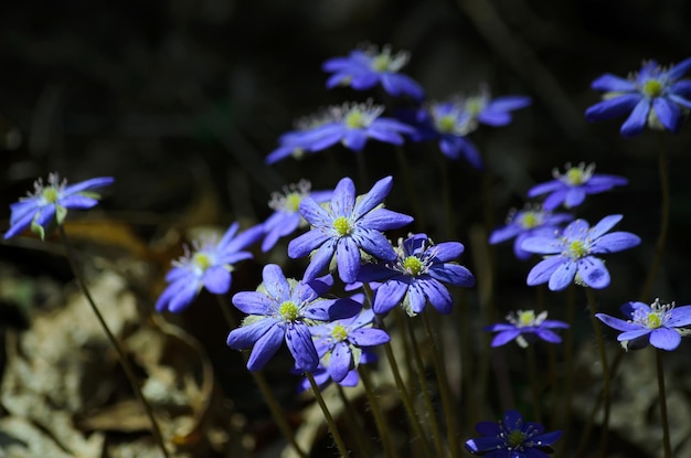 Blühende Sclla im Frühjahr in der Waldnahaufnahme