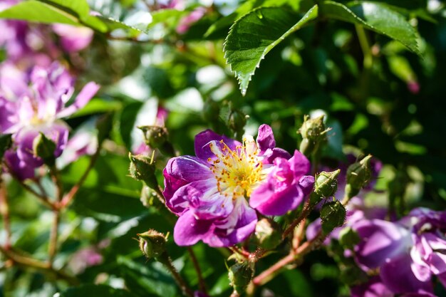 Blühende Sommerrose in der Knospe